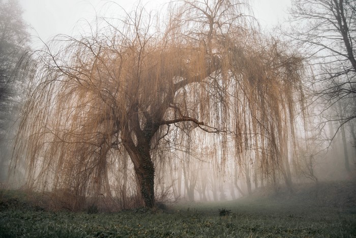 Weeping willow trees in misty winter forest