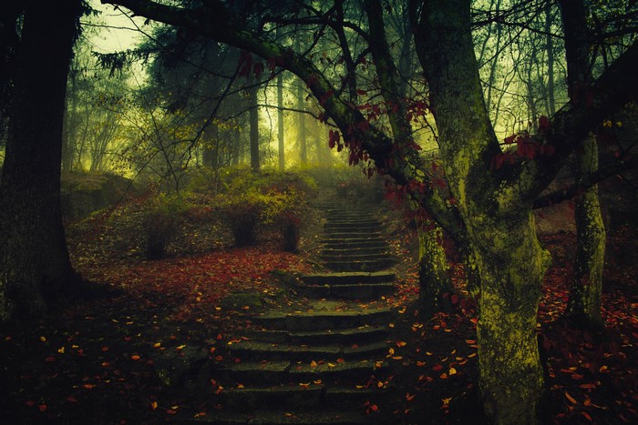 Stone steps leading up through a misty autumn forest with fallen leaves