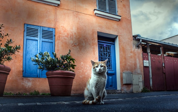 Cat sitting in front of a colorful building