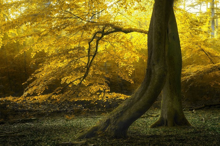 Autumn forest with golden trees and two trunks