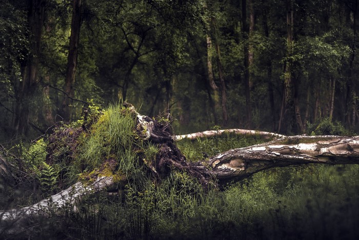 Fallen tree in a dark forest