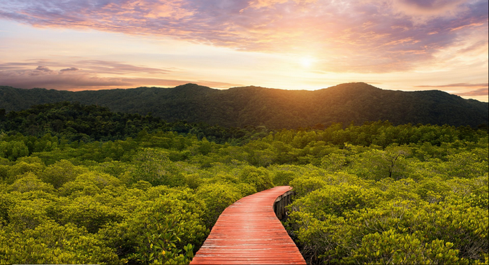 Wooden path through a lush forest at sunset