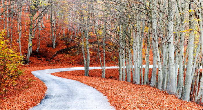 Winding road through a forest in autumn