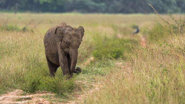 4K Baby Elephant Walking in a Grassy Field