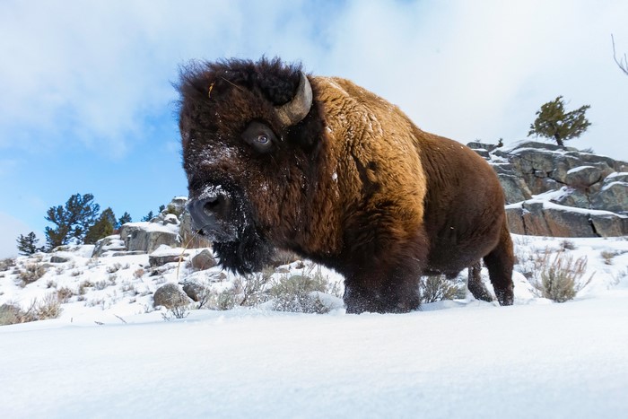 Bison in a snowy landscape