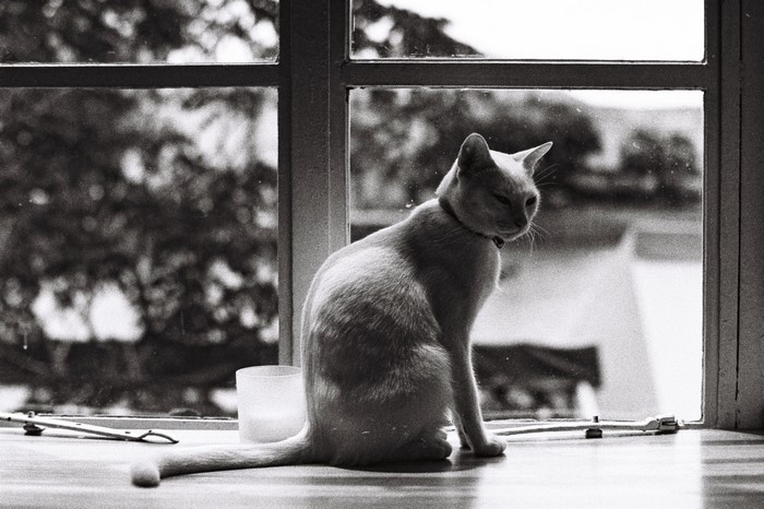 Cat sitting on a windowsill