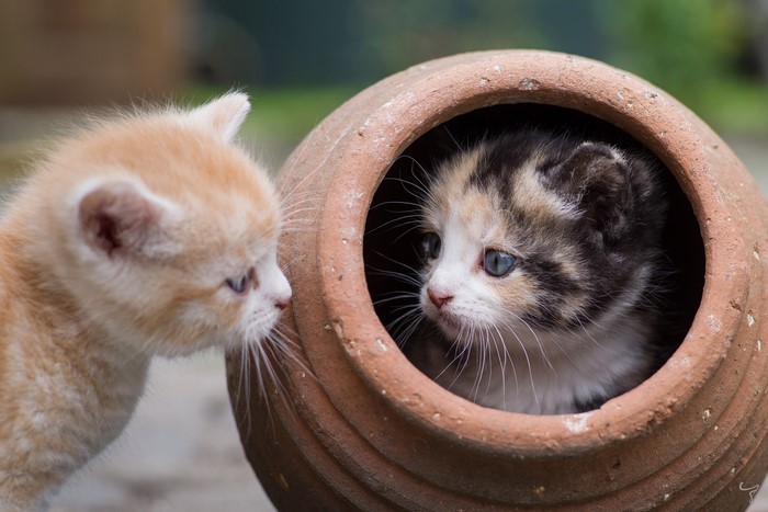 Two kittens, one inside a pot, the other outside