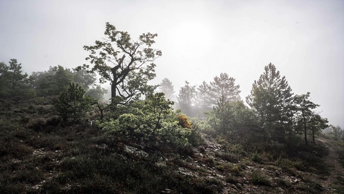 Misty forest on a hill