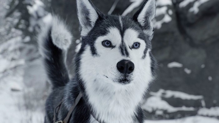 Siberian Husky in a snowy environment