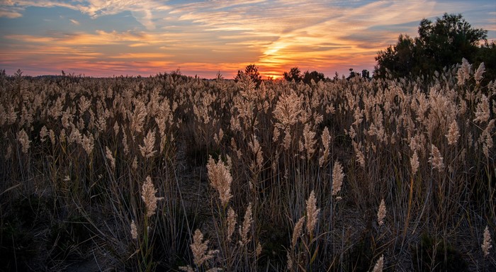 Field of reeds at sunset