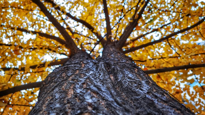 Looking up at a tree with yellow leaves in Wuhan, China