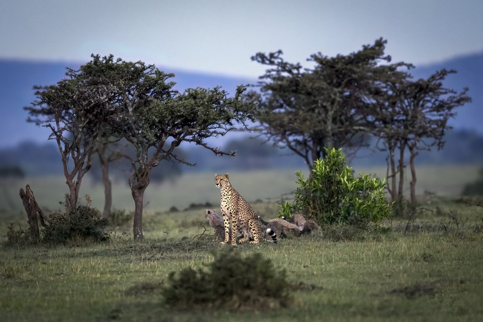 Cheetahs resting under acacia trees in savanna