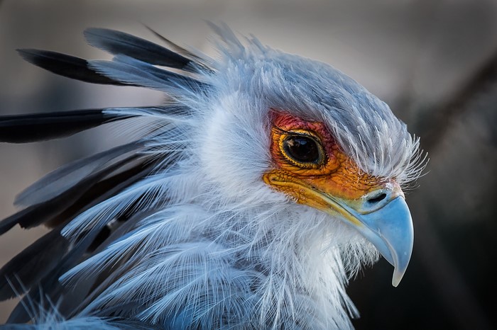 Close-up of a Secretary bird's head and feathers