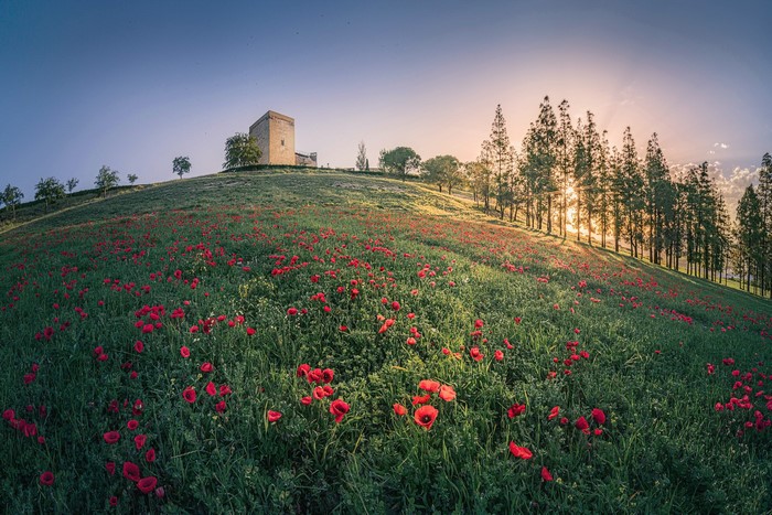 Field of poppies with a tower on a hill