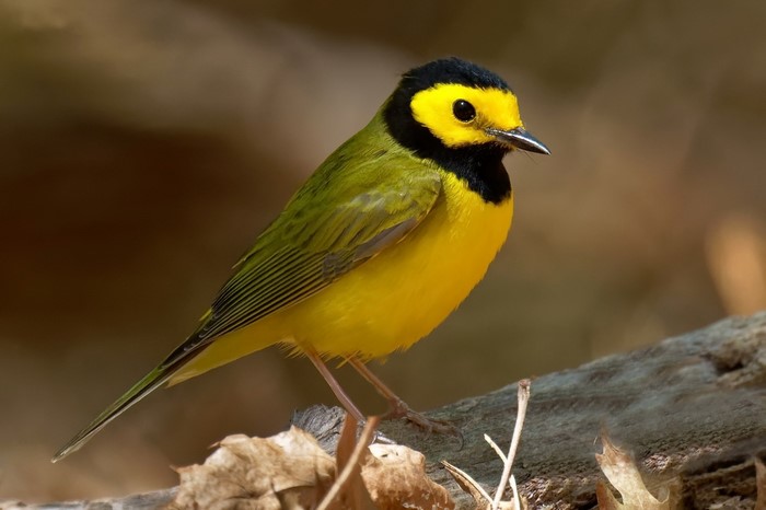 Hooded Warbler perched on a branch