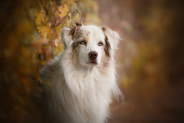 Australian Shepherd dog with blue eyes in autumn setting