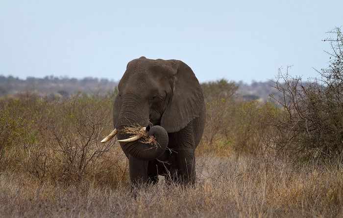 Elephant eating grass in a savanna