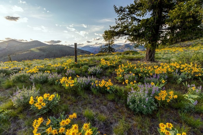 Wildflowers on a hillside with mountains in the background