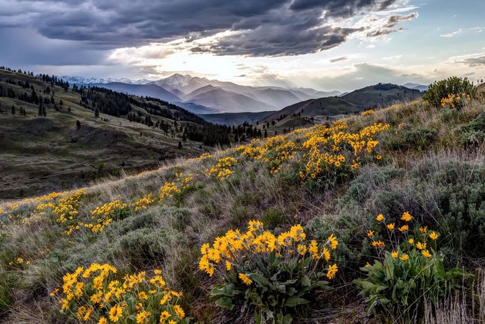Yellow wildflowers on a hillside with mountains in the background