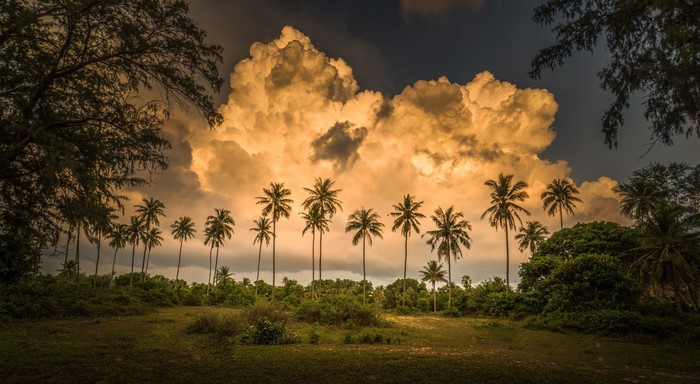 Palm trees against dramatic clouds in Thailand