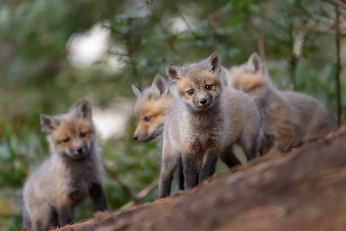 Four fox cubs in a forest setting