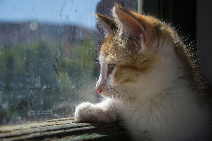 Kitten looking out a dirty window