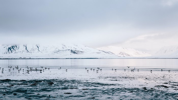Snowy mountains and birds by the water