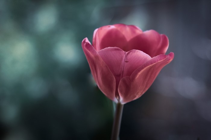 Close-up of a pink tulip flower