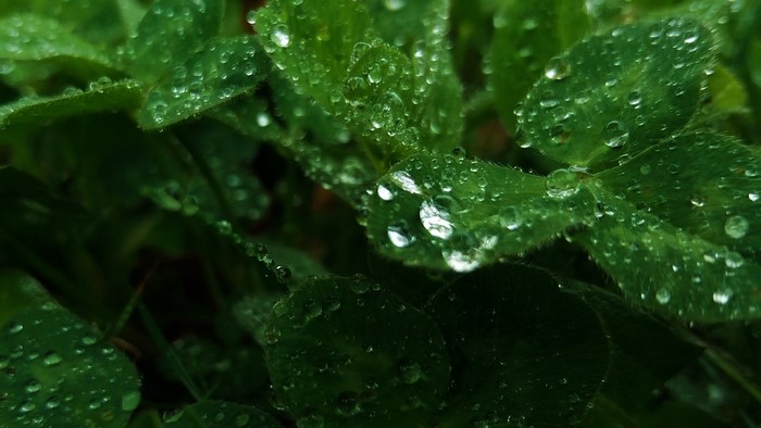 Macro shot of green clover leaves with water drops
