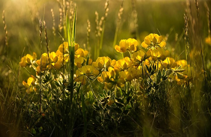 Yellow flowers in a sunlit meadow