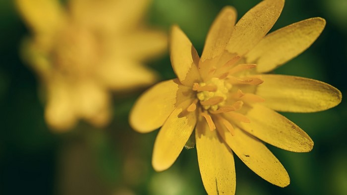 Close-up of a yellow flower with bokeh background