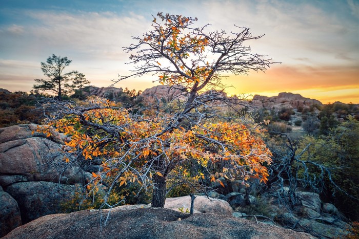 Tree with autumn leaves on rocks at sunset