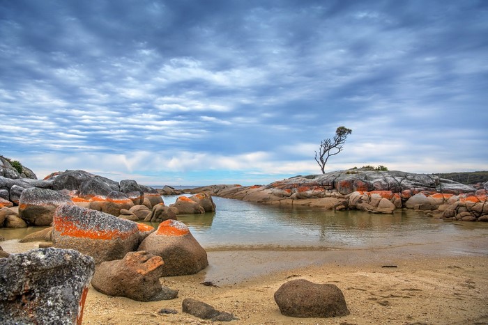 Bay of Fires coastal landscape with orange-lichen rocks and lone tree