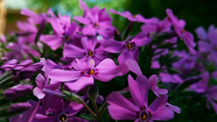 Close-up of purple phlox flowers in bloom