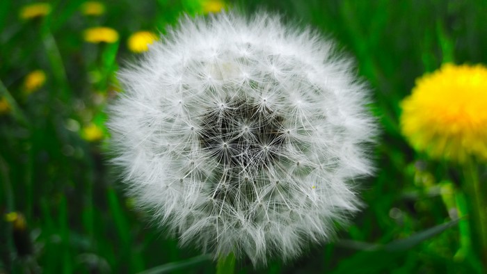 Macro shot of a dandelion seed head