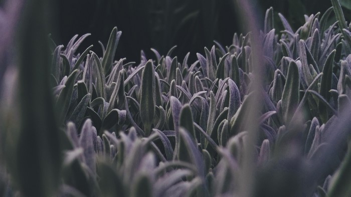 Close-up of fuzzy purple plant leaves with bokeh background