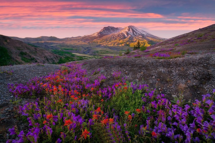 Mountain landscape with wildflowers at sunrise