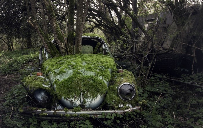Overgrown car wreck in a forest