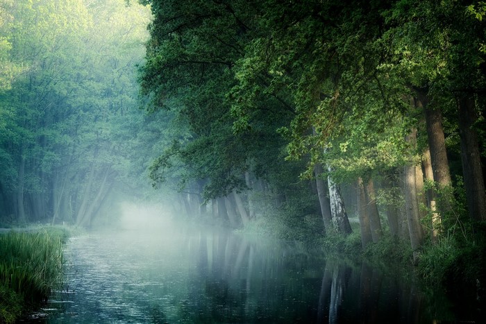 Misty river flowing through a dense forest