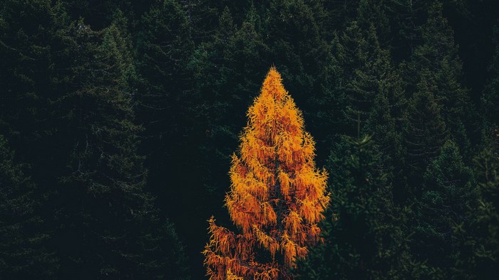 A lone golden tree stands out in a dark forest
