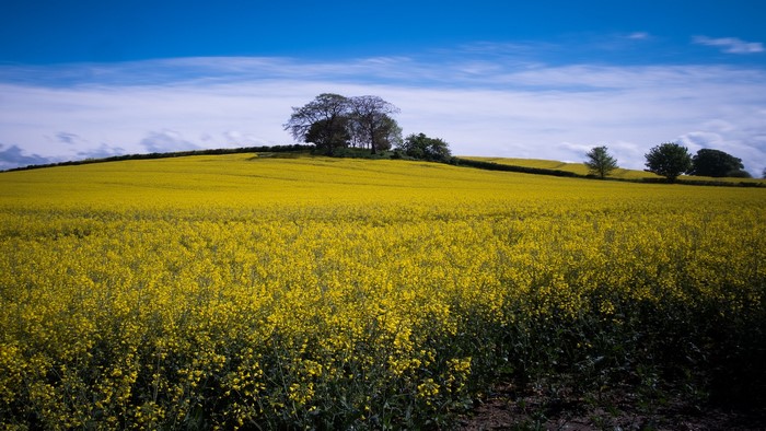 Field of yellow wildflowers under a blue sky