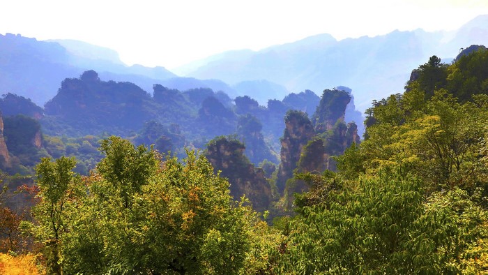 Misty mountains and trees in Zhangjiajie National Park, China