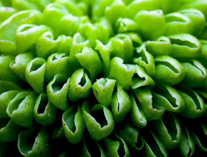 Macro view of a green plant with tubular petals