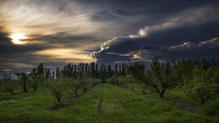 Stormy sky over an orchard with green grass