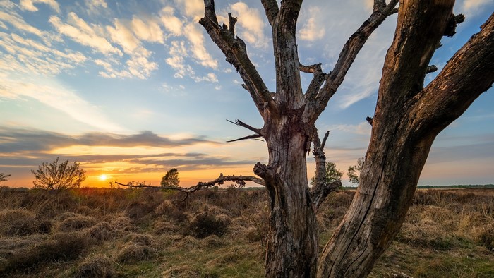 Dead tree in a dry landscape at sunset