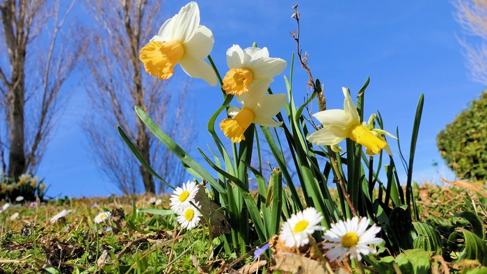 Daffodils and daisies in a field with trees and blue sky