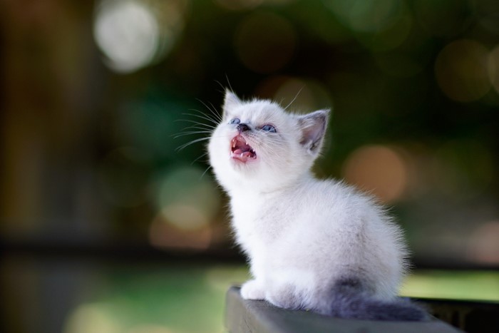 A fluffy white kitten meowing outdoors