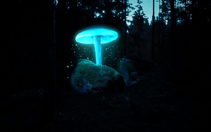 Glowing blue mushroom in a dark forest