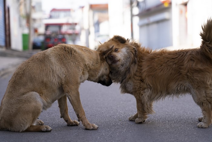 Two dogs interacting on a street