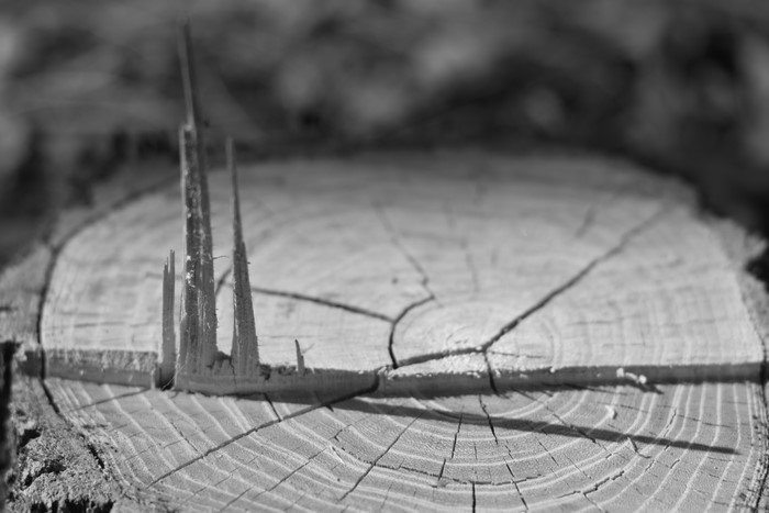 Monochrome close-up of a tree stump